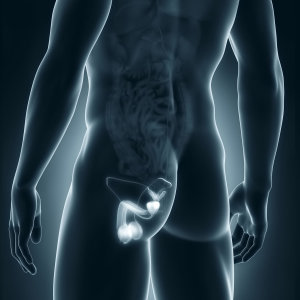 Organi genitali maschili